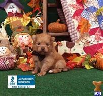 pomeranian puppy posted by Rhonda Wallace